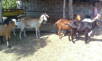 Goat Farm - Green Arrow Farm | Goats | High-Value Crops